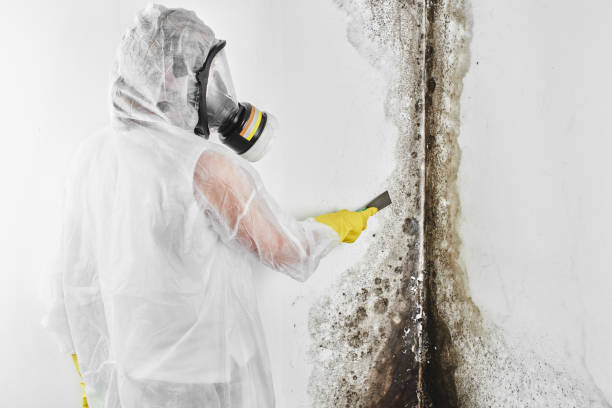 Best Residential Mold Removal  in Williamson, AZ