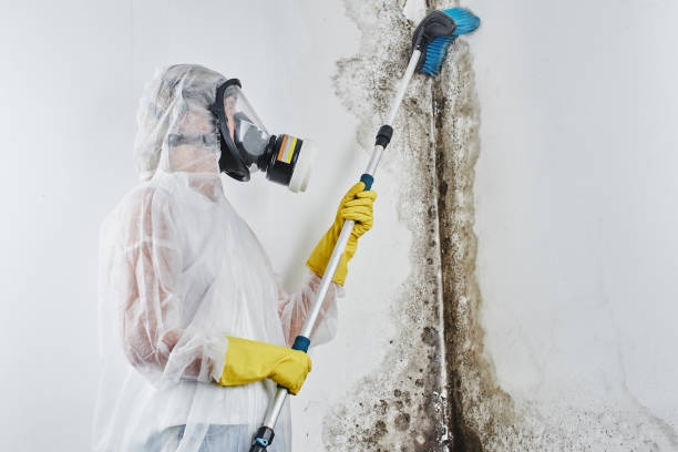 Best Emergency Mold Removal  in Williamson, AZ