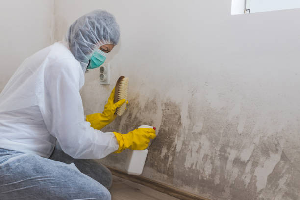 Best Mold Testing  in Williamson, AZ