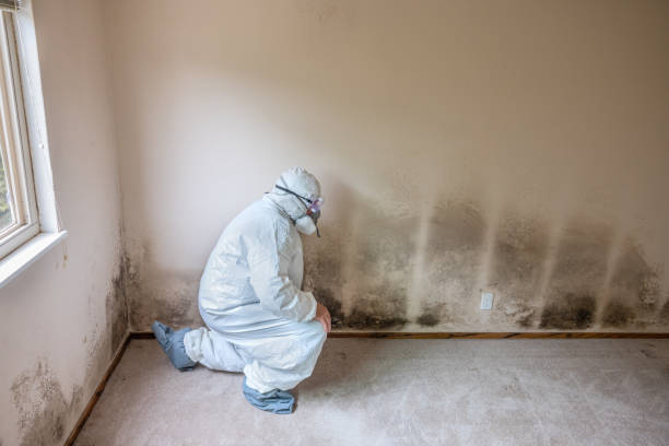 Best Mold Testing  in Williamson, AZ