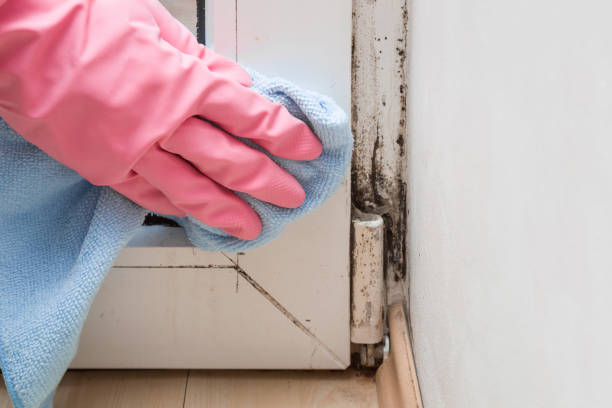 Best Professional Mold Removal  in Williamson, AZ
